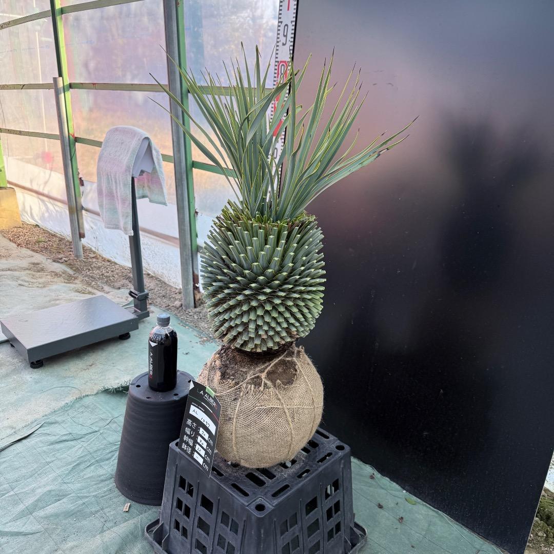 T*k様 【AL1097】超希少　ユッカ　ロストラータ　頂上分頭４ヘッド個体