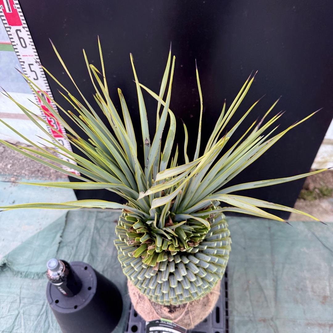 T*k様 【AL1097】超希少　ユッカ　ロストラータ　頂上分頭４ヘッド個体