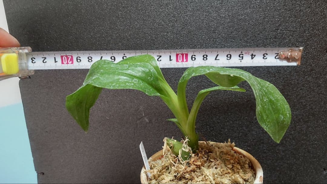 テ*ン様 山野草・ホザキラン(希少種！ホザキラン)