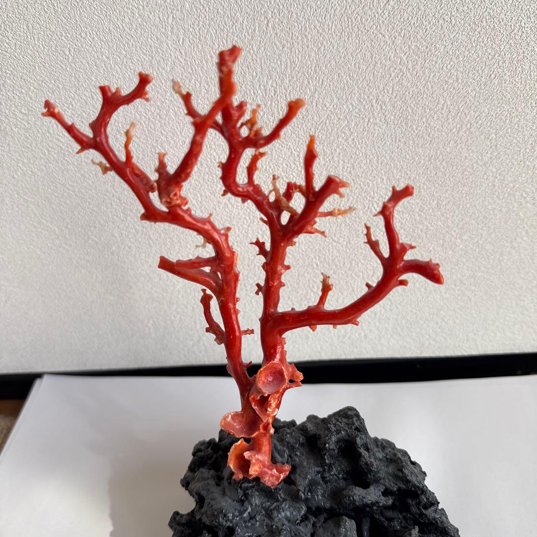赤珊瑚　拝見