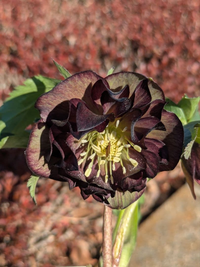 激渋原種系ダークバイカラー【加藤農園】クリスマスローズ　グロッシーカラー☆