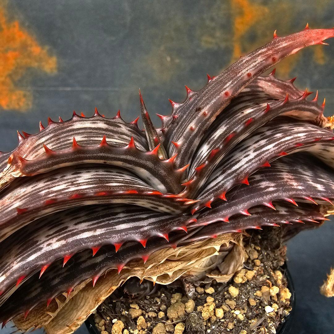 ハオルチア・アロエ Aloe branddraaiensis