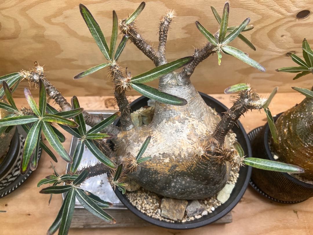 美形 パキポディウム グラキリス③　発根済