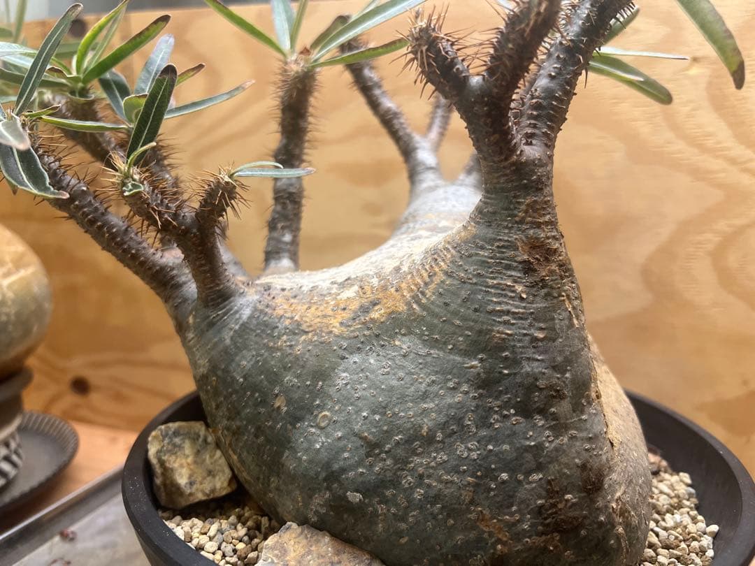 美形 パキポディウム グラキリス③　発根済