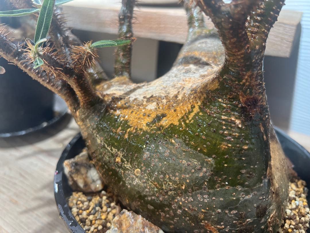 美形 パキポディウム グラキリス③　発根済