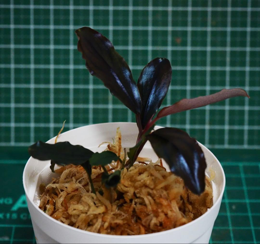 水草 Buce sp. \"Galaxy llic midnight blue\"