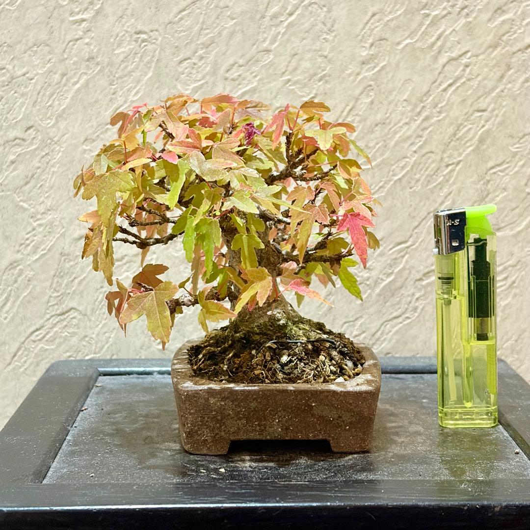 逸品!!根張り良し!! 樹高9㎝　唐楓　町直　小品　盆栽　真柏　黒松　五葉松