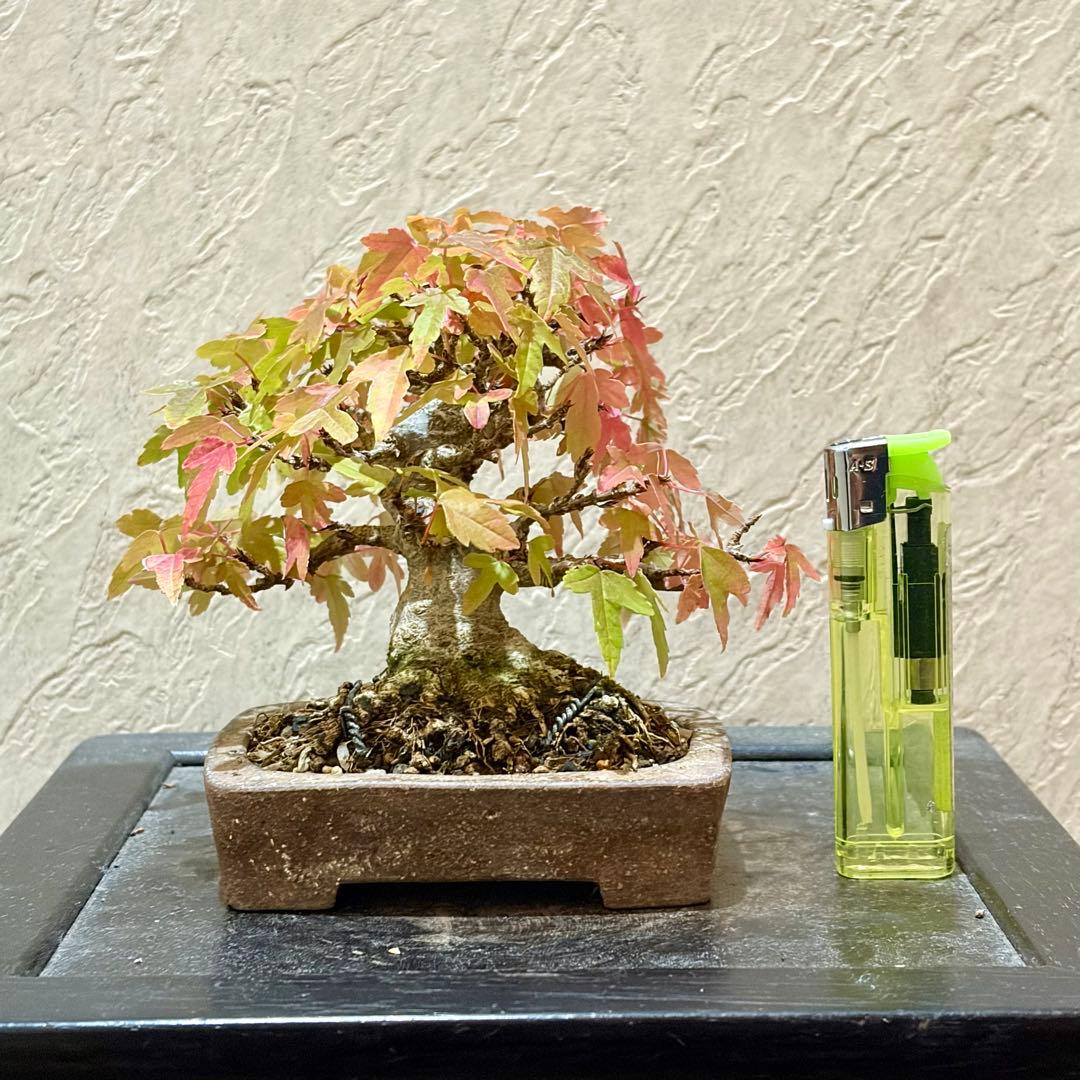 逸品!!根張り良し!! 樹高9㎝　唐楓　町直　小品　盆栽　真柏　黒松　五葉松