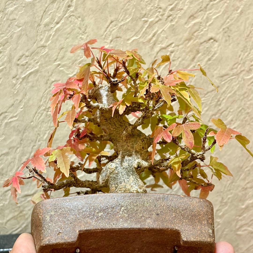 逸品!!根張り良し!! 樹高9㎝　唐楓　町直　小品　盆栽　真柏　黒松　五葉松