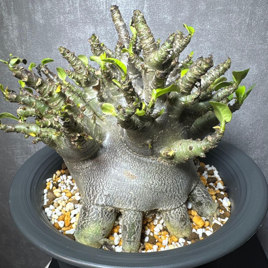 アデニウム　アラビカム　ブラック、スキン　タコ足　美株　大株ドワーフ￼