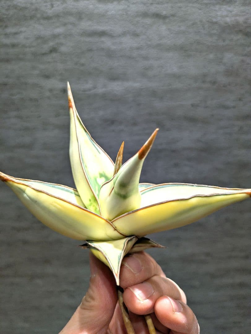 超希少　ピングイキュラ　鬼斑　サンスベリア　斑入り　ロリダ　多肉植物　アガベ