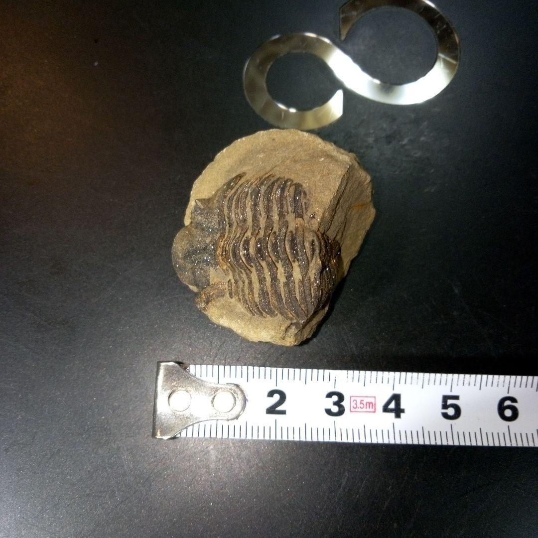 三葉虫　化石　fossil　ボリビア産　レア　Fossil管理⑩