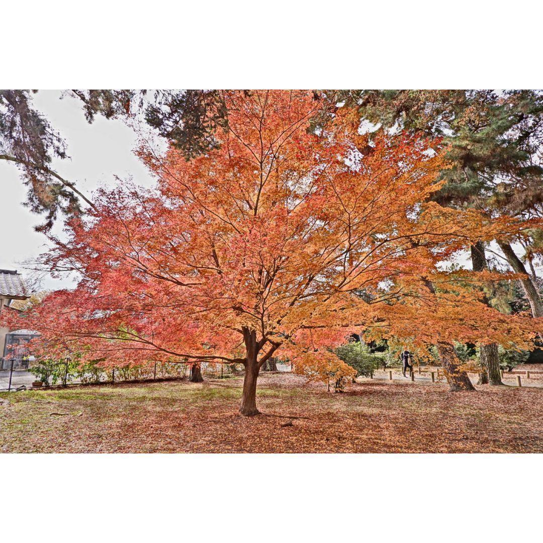 りずページ② ❤FUJIFILM XC 15-45mmレンズのみ