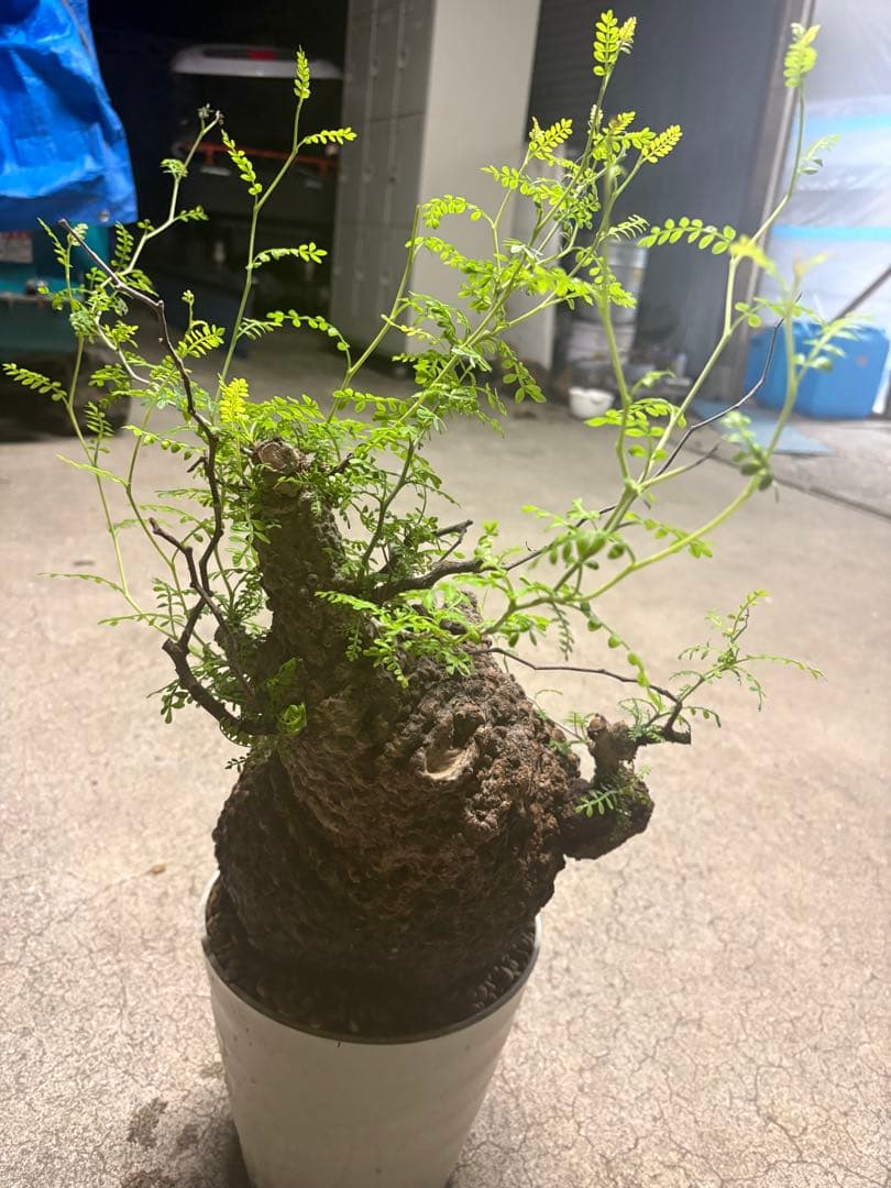 良素材 中株 （パキプス）／極太塊根・荒肌／発根済／将来性◎