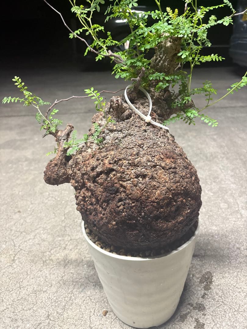 良素材 中株 （パキプス）／極太塊根・荒肌／発根済／将来性◎