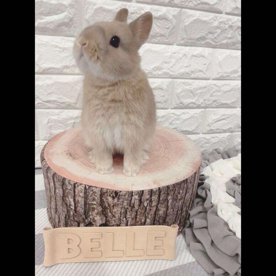 牛本革レザー【大きいネームプレート】オーダー受付ページ♡ネームタグ♡ペット鳥犬猫