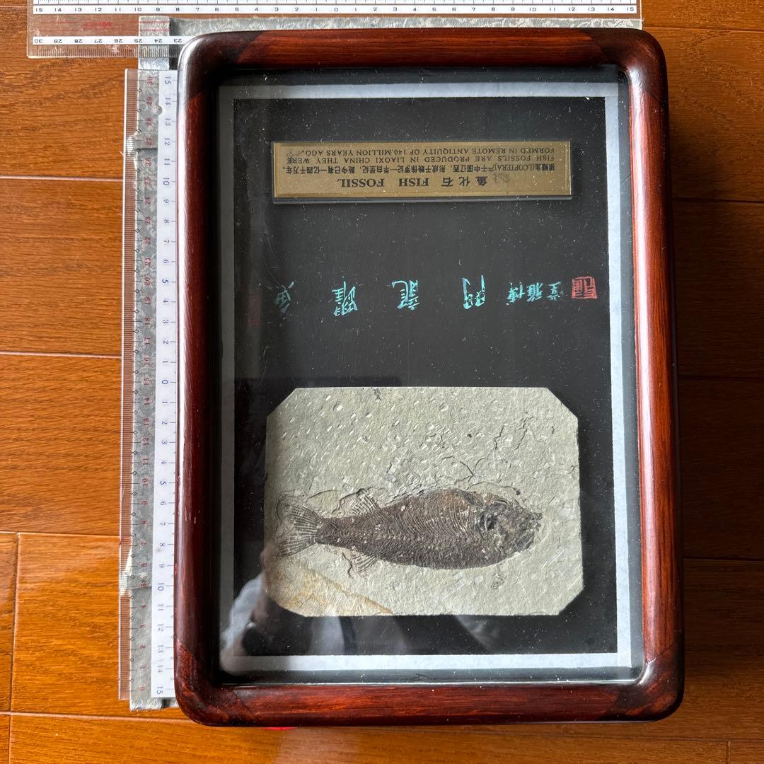 額装　魚の化石（Lophocephalus）約4千万年前 中国産