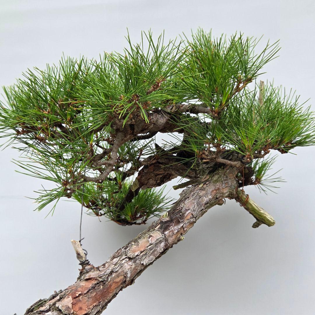 赤松　[斜幹木]　大品盆栽