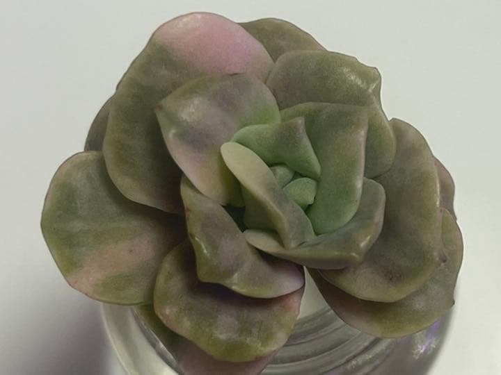 ❤️専用出品❤️ラブリーローズ錦　　　　　　　　　　　　　❤️美しく育ちました♪❤️