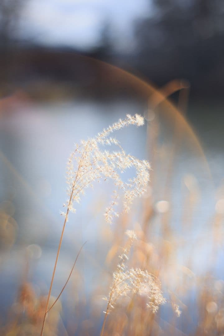 KONICA HEXANON AR 57mm F1.4 後期型 【良品】