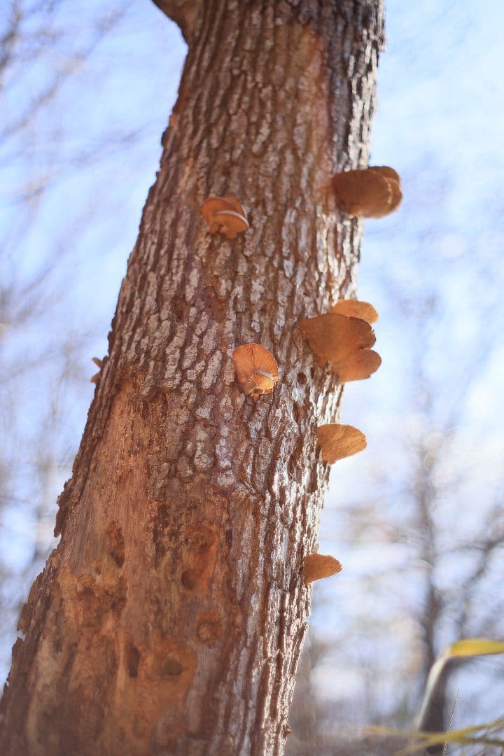 KONICA HEXANON AR 57mm F1.4 後期型 【良品】