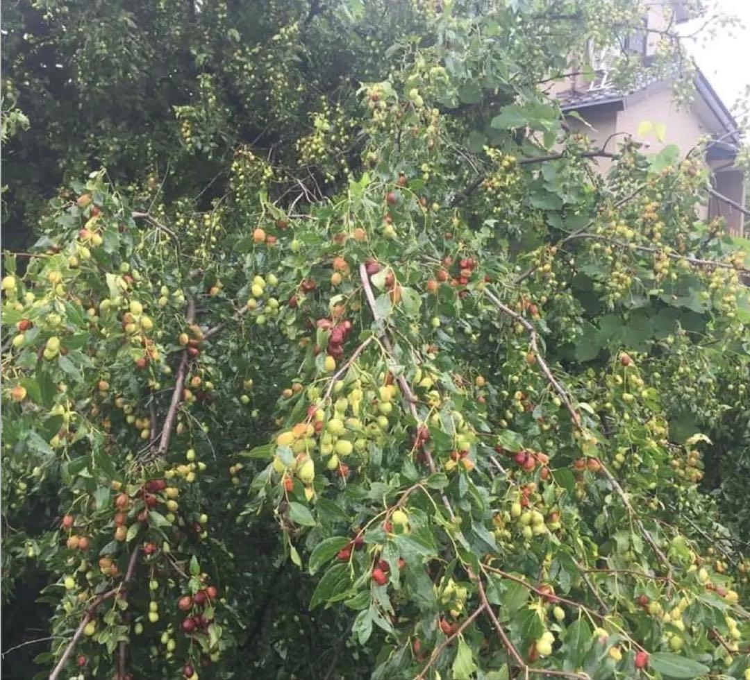 乾燥ナツメ国産種あり720グラムx4＋360g と乾燥白キクラゲ国産　2袋