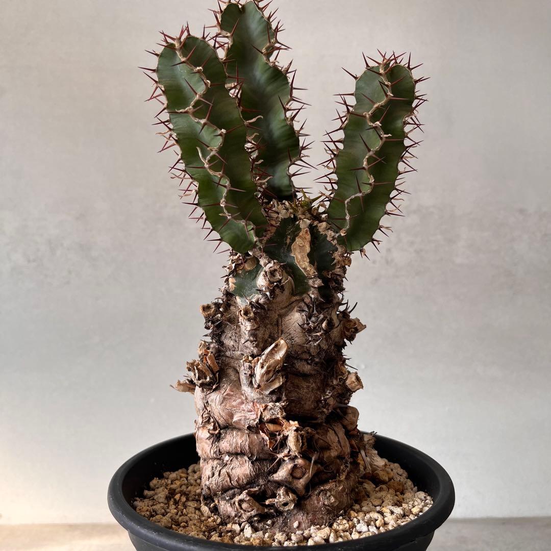 ユーフォルビアムランジーナ　現地球　Euphorbia mlanjeana ②