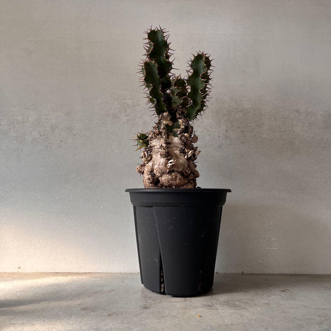 ユーフォルビアムランジーナ　現地球　Euphorbia mlanjeana ②