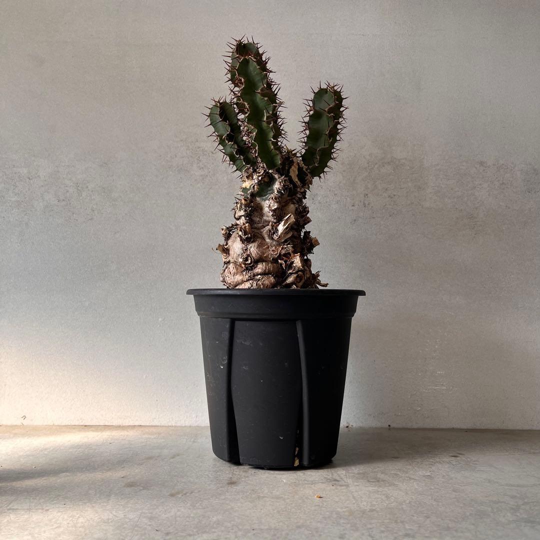 ユーフォルビアムランジーナ　現地球　Euphorbia mlanjeana ②