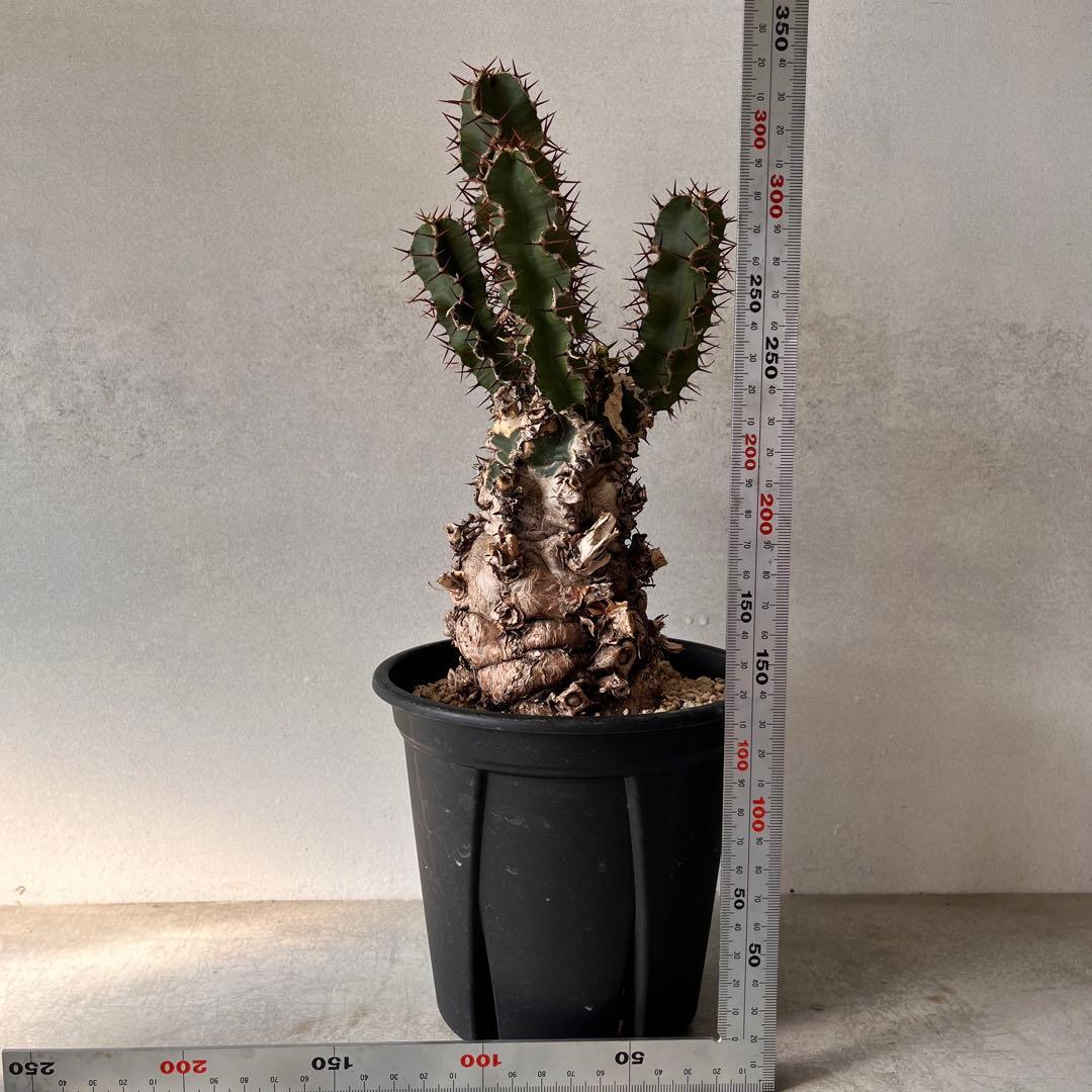 ユーフォルビアムランジーナ　現地球　Euphorbia mlanjeana ②