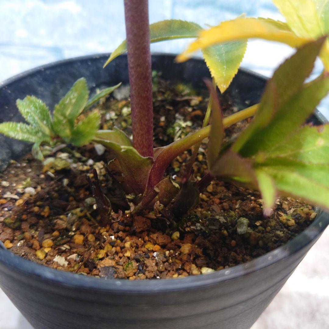 ☀️クリスマスローズ開花株❗☀️ 4号ロング鉢✕2☀