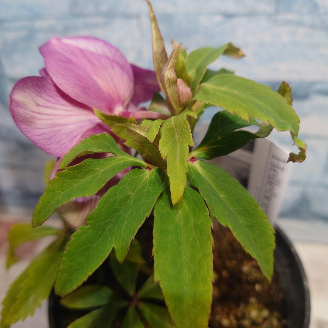 ☀️クリスマスローズ開花株❗☀️ 4号ロング鉢✕2☀