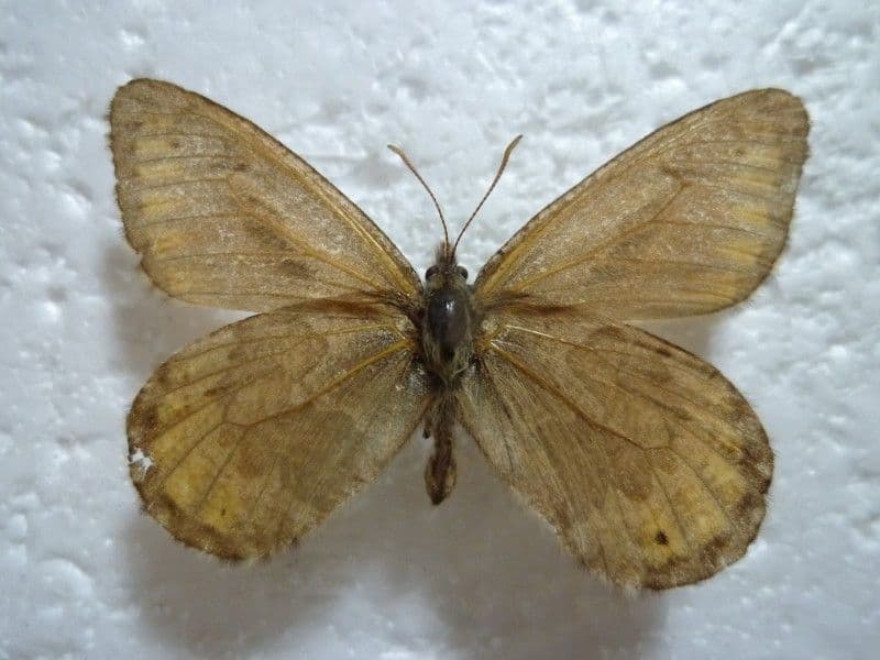 ま*る様 【国産蝶標本】タカネヒカゲ/富山県-新潟県.雪倉岳産/45mm