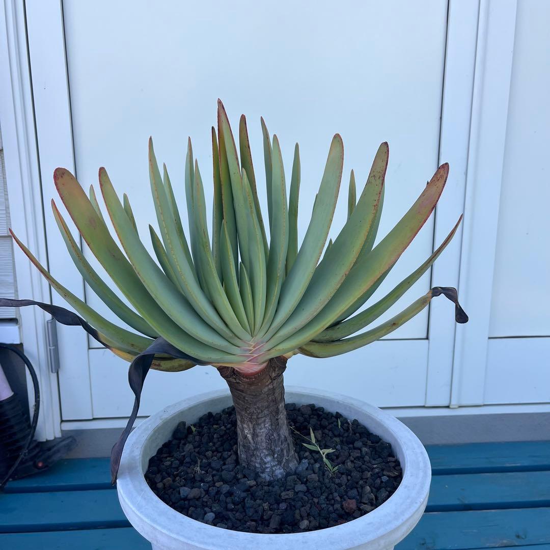 アロエ　プリカティリス　3頭　幹太　ドライガーデン アガベ　多肉　観葉植物