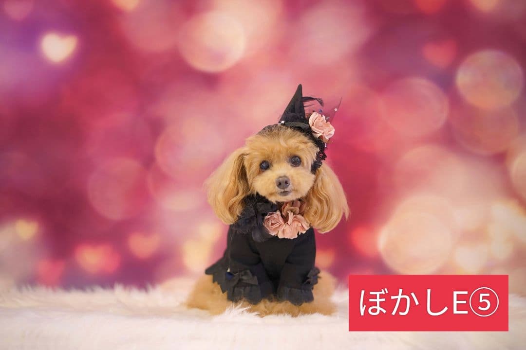 背景布【　スタジオ風　】　サンプル　ニューボーンフォト、ペット、ドール撮影用