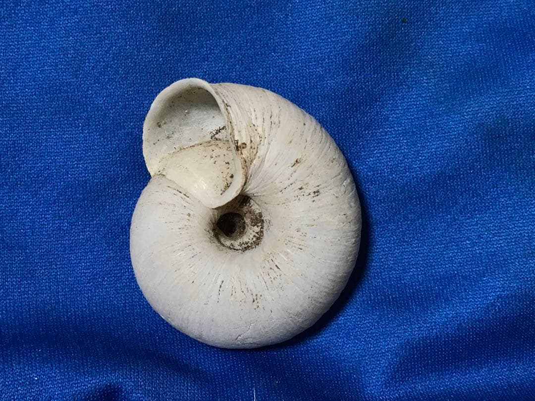 貝標本　カタツムリの化石　扁平型の肩が張った特美品個体