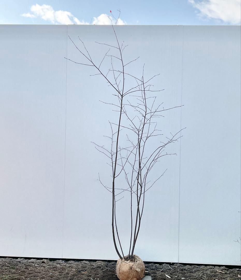 ジューンベリー　本株品/ 1028