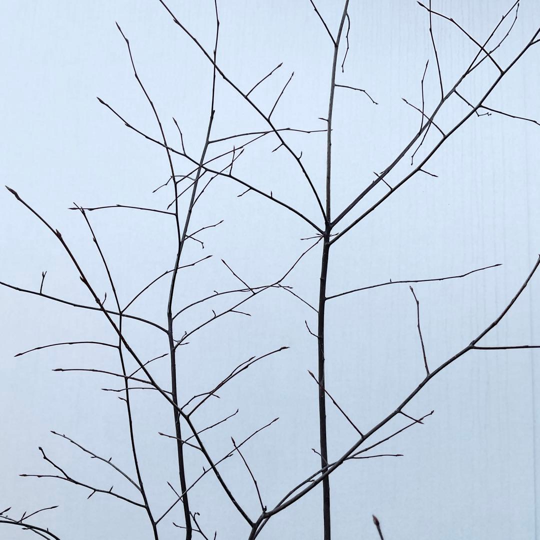 ジューンベリー　本株品/ 1028