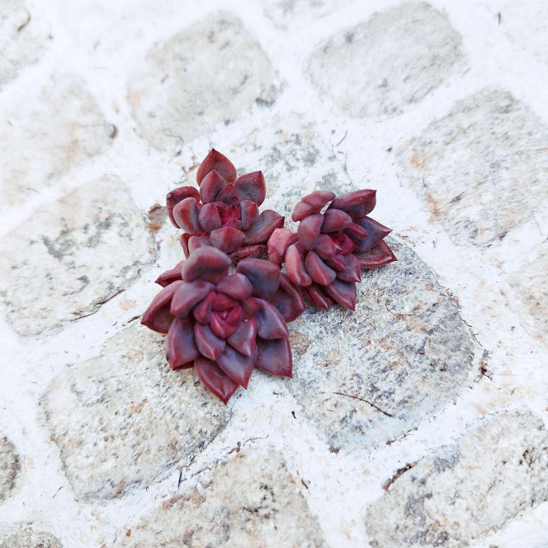 レッドシオン(小苗)◎多肉植物 カット苗 韓国苗 エケベリア等