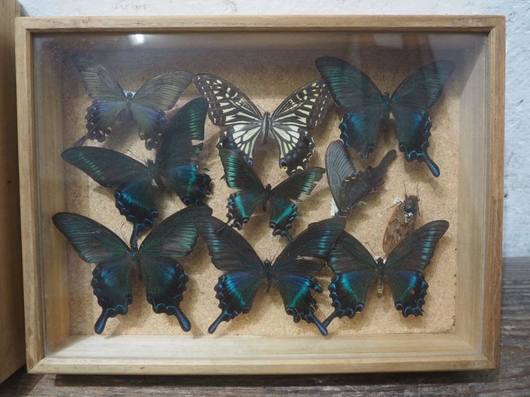 1391 ③蓋付 標本ケース(小1、大3)4個セット　貝殻　蝶々　トンボ　資料