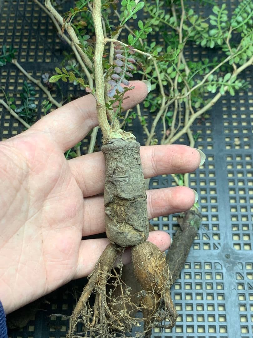 こ*い様 C68 多肉植物 オペルクリカリア・パキプス 5株