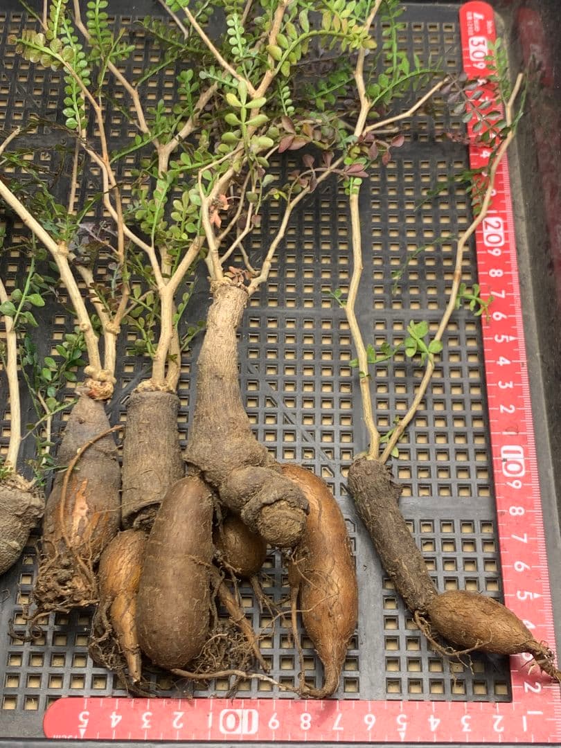 こ*い様 C68 多肉植物 オペルクリカリア・パキプス 5株