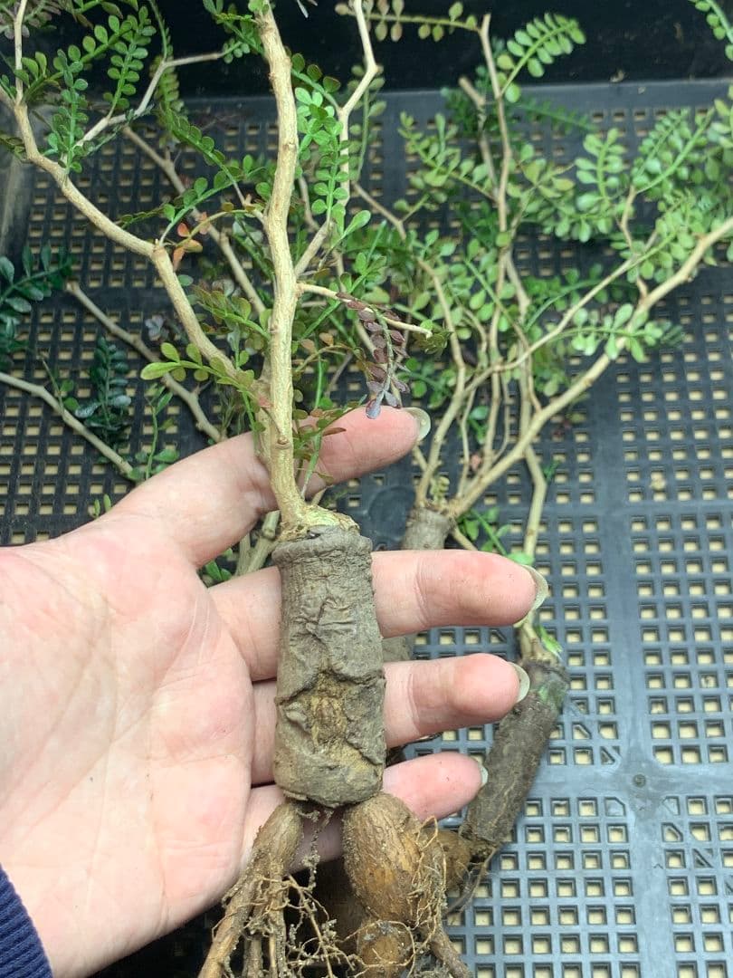 こ*い様 C68 多肉植物 オペルクリカリア・パキプス 5株