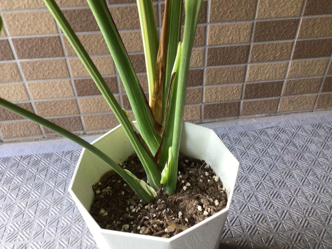 ② ます※プロフ要確認商品‼︎斑入りモンステラ・タイコンステレーション7号