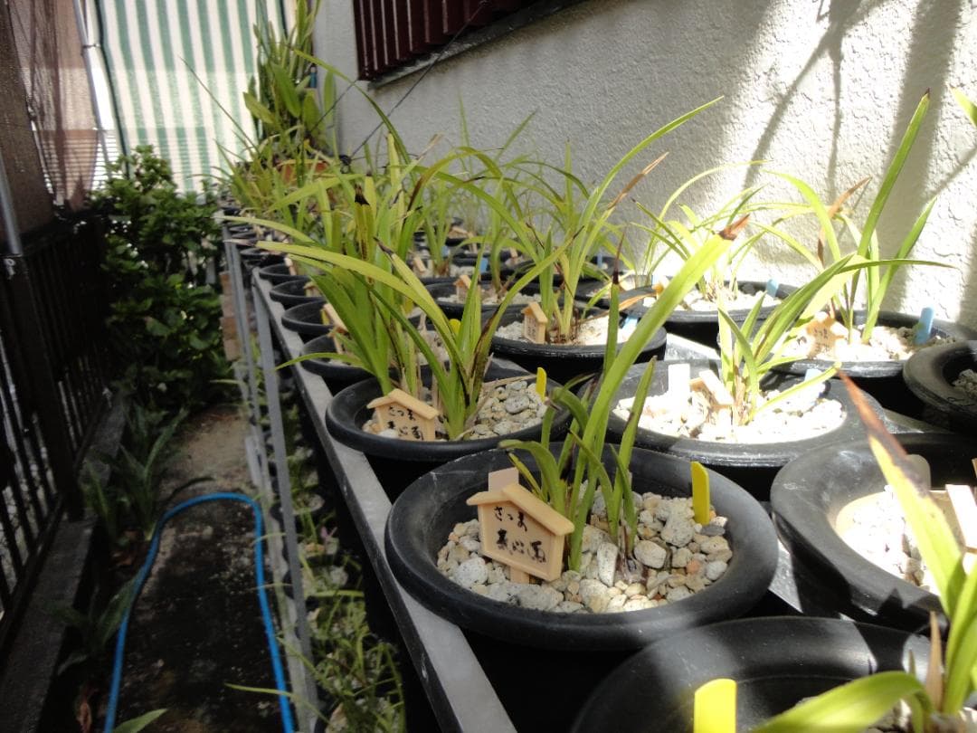 寒蘭 まとめて譲渡