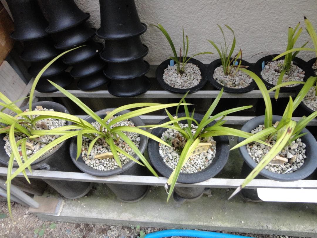 寒蘭 まとめて譲渡