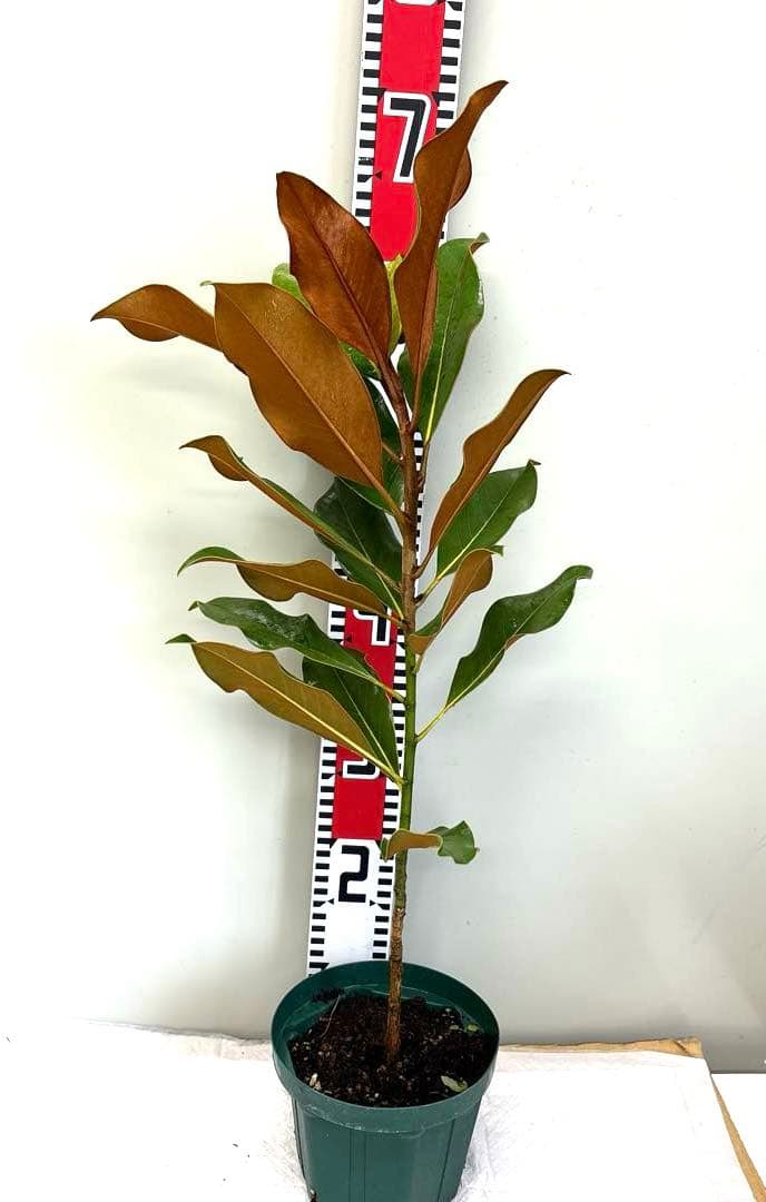 38. ケイパレス マグノリア 泰山木 タイサンボク 苗 苗木 小型品種