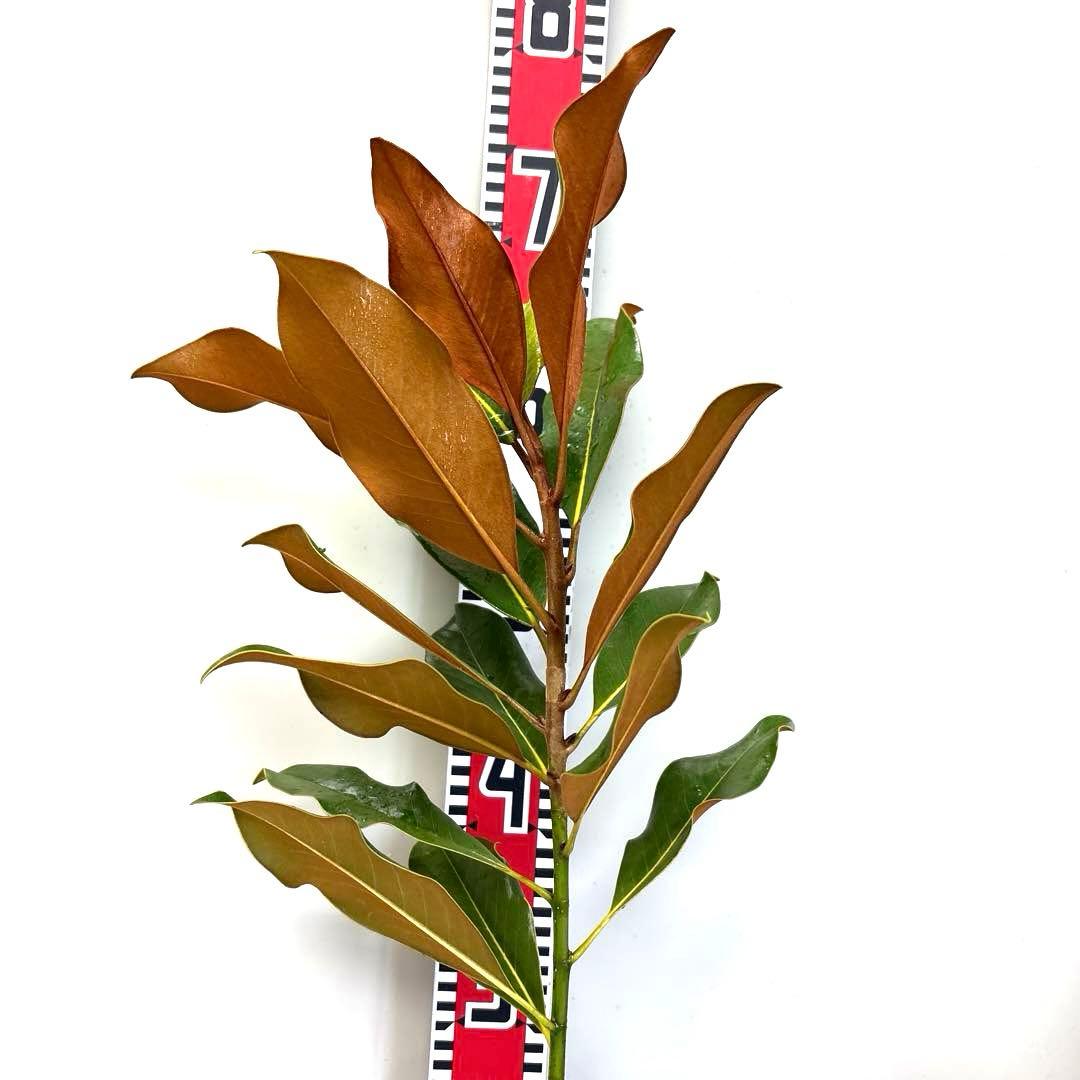 38. ケイパレス マグノリア 泰山木 タイサンボク 苗 苗木 小型品種