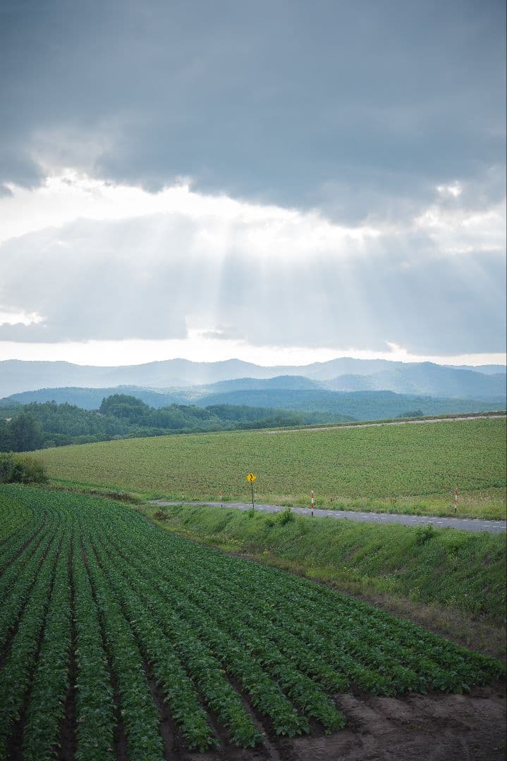 レンズ(ズーム) Nikon NIKKOR Z 24-70 F4 S