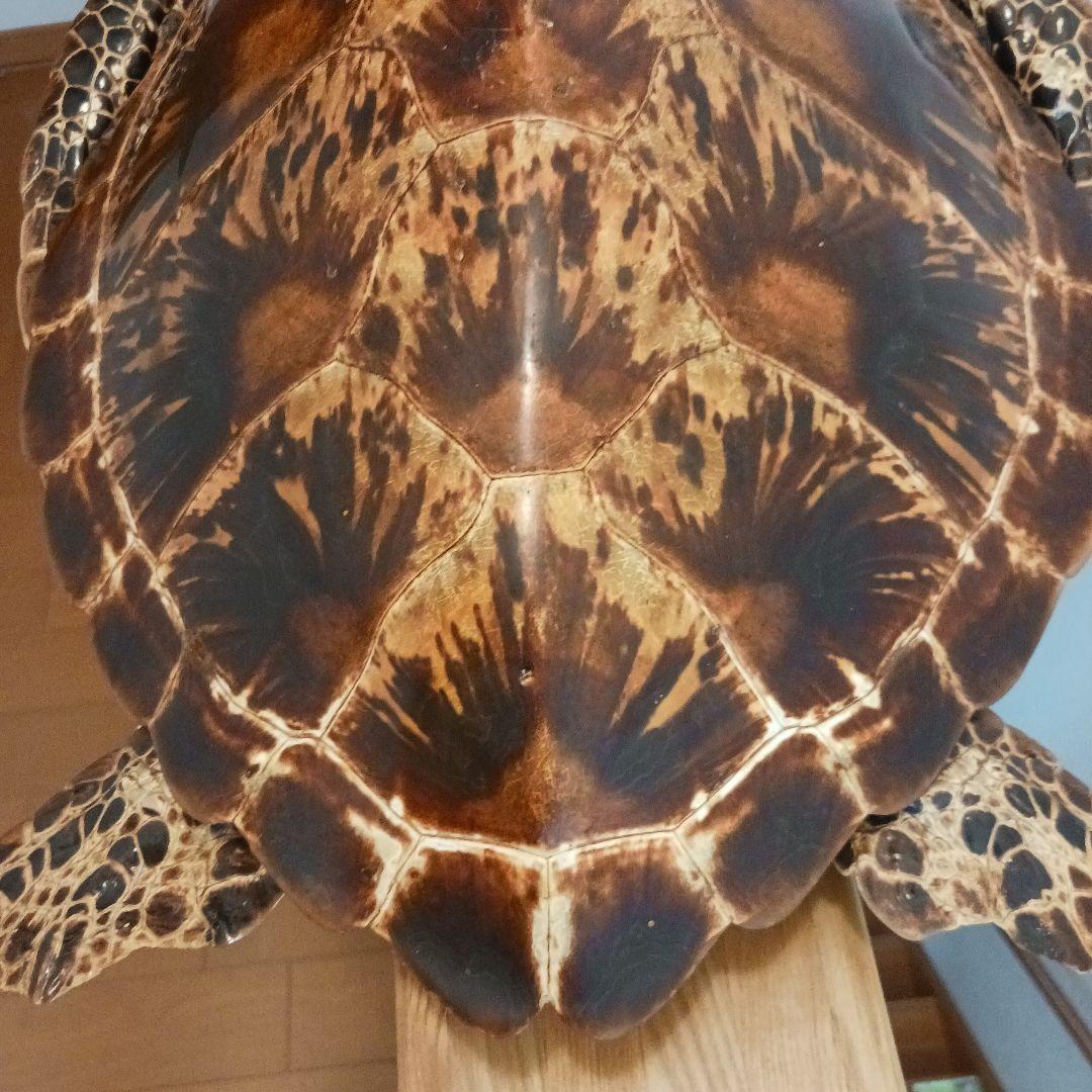 カメの剥製　オブジェ　壁掛け